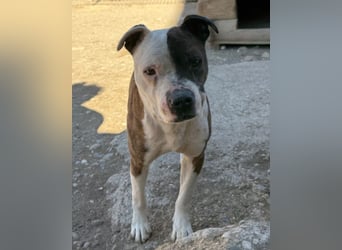 Momo ❤️ loyal, verschmust sucht Zuhause!