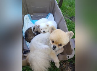 Zauberhafte Pomchi Rüden
