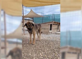 Kalu - Herzenshund sucht liebevolle Familie