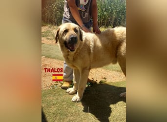 Thalos,geb.01/19,gemütlicher Mastin Espanol sucht seine Familie