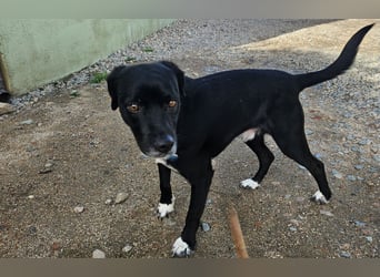Rocchino: Anfängerhund in schöner Größe