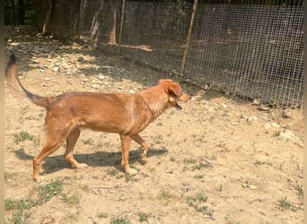 Herzensmensch gesucht - lieber OSCAR hofft schon so lange auf sein Glück