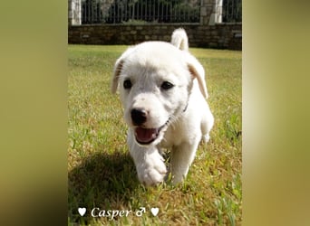 Biscuit, Casper, Pearl, Lily und Dove  suchen ihre Familie ab Oktober