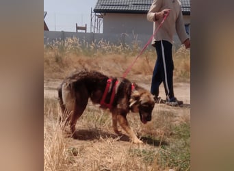 MAX - Traumhund sucht Traumzuhause