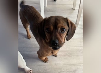 Nokedli – der charmante Dackel-Mix sucht sein Für-immer-Zuhause!