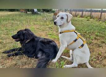 Wayne: Familienhund und treuer Begleiter