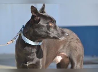 Figo, ein freundlicher und ausgeglichener Begleiter