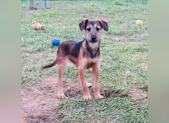 Tango, 7 Monate, 36cm sucht ihre Chance