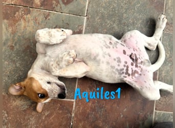 Aquiles1 01/2025 (ESP) - verspielter, aufgeschlossener Bodeguero-Mix Welpe!
