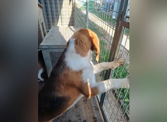 Nanook, freundlicher und aktiver Beagle, geb. 03/2022