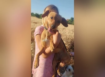 Daisy, geboren 01.01.2025, 37cm sucht ihre Chance