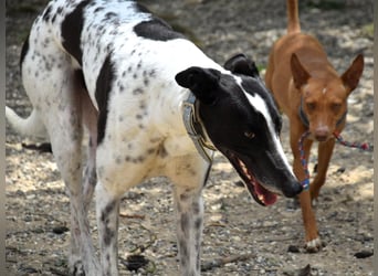 Rocky7 02/2023 (ESP) - sozialer, freundlicher und verschmuster Galgo!