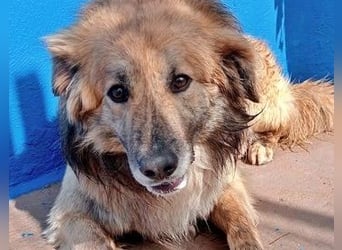 Honey, zurückhaltender Sanfter Collie Mix sucht ruhiges Zuhause