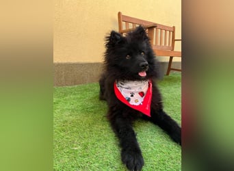Koda2 – junger Herzenshund mit Kuschelfaktor