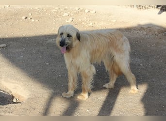 Wakame, wunderbare Dame ihrer Rasse, Gos d Atura /Briard Mix