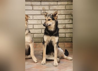 Schäferhund Mix Meggi
