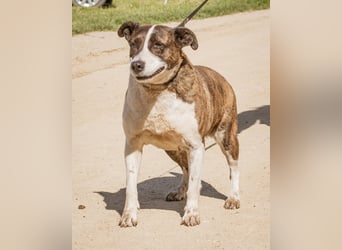 Xena, hat es nicht verdient im Tierheim alt zu werden. Ein absolut toller Familienhund!