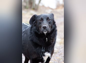 Familienhund Semön sucht ein Zuhause