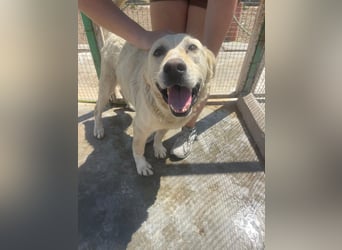 Und dann kam BAILEY - ein liebevoller Hundeopi mit trauriger Vergangenheit sucht endlich sein Glück