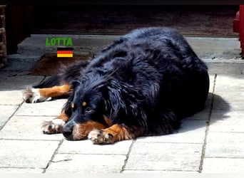 !!!NOTFALL!!!Lotta,geb.06/21,hübsche Appenzeller Dame sucht ein neues zu Hause