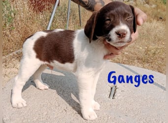 Ganges geb. 03/2025 (ESP) - zuckersüßer Labrador-Mix Welpe!