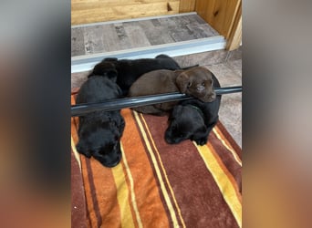 Labrador Mix Welpen