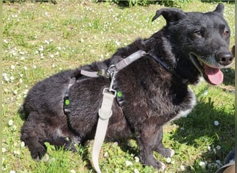 Garo ein absoluter Familienhund