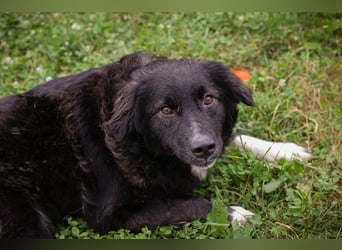 FRIEDA – sanfte Hündin sucht ihr ruhiges Zuhause