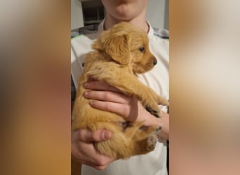 Golden Retriever Welpen