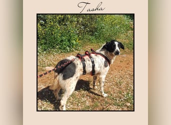Katzenverträglich, anhänglich u. lieb; das ist TASHA! Wer möchte die liebe Maus gerne kennenlernen?