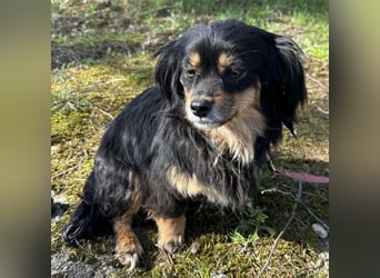 Jopi eine kleine Lady