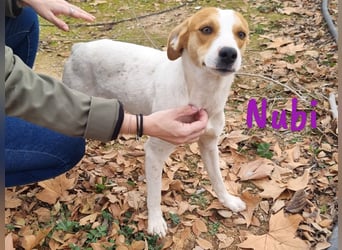 Nubi 06/2024 (ESP) - zauberhafte, verschmuste kleine Bodeguero-Mix Junghündin!
