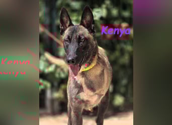 Kenya 10/2024 (ESP) - lebensfrohe und liebevolle, wunderschöne Malinois Junghündin!