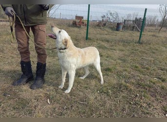 Mirko, geb. 15.10.2021, 61 cm, sucht seine Menschen