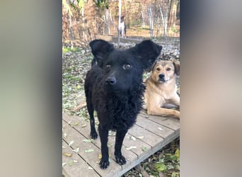 Freundlicher PANCHO ist ein liebevoller und allseits beliebter Traumhund