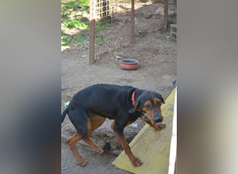 NOTFALL - „Lena“, hält den Stress im Tierheim nicht aus. Ca. 2022 geb. Weint ganz doll im Zwinger