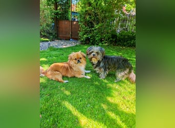 Rocky Shih Tzu Mischling sucht liebevolles Zuhause