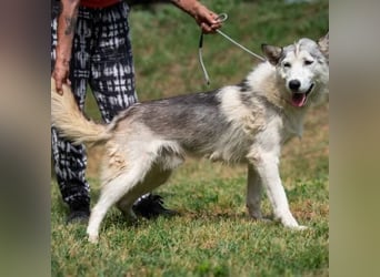 Kaelus