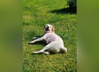 Lucy - in  12351 Berlin auf Pflegstelle