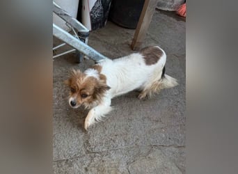 ⭐️PAMINA⭐️, Hündin, 2 Jahre, 28 cm, Mischling, Tierschutz