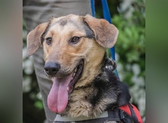 Dalma-SI, wunderschöne Rennmaus sucht Sportler!