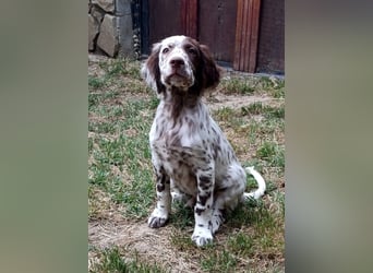 English setter Rüde