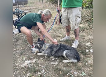 Maya, sanfte Malamute Hündin sucht liebevolle Menschen