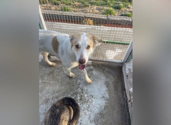 LEEBA - Ein Herz auf vier Pfoten sucht ihr Zuhause Zuhause oder Pflegestelle zum 06.09.2025 gesucht!