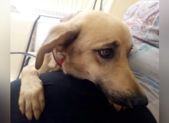 Schüchterner junger Hundemann sucht einfühlsame Menschen 