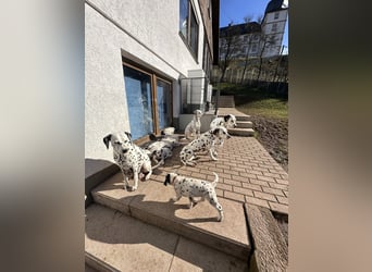 Dalmatiner Welpen, LUA, B-Wurf Palimpalis VDH