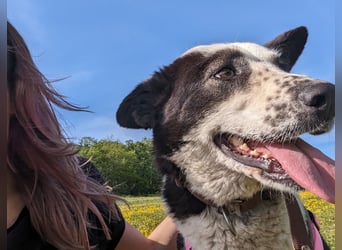 Hundeerfahrene Menschen für die lernbereite Dolores gesucht