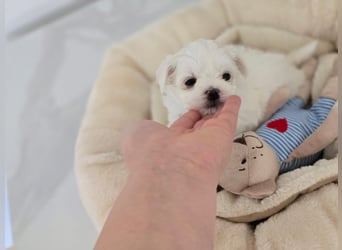 Zauberhafte koreanische Malteserwelpen