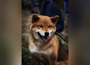 Shiba inu Welpen mit Papieren, an Erbkrankheiten getestet, Transport möglich!
