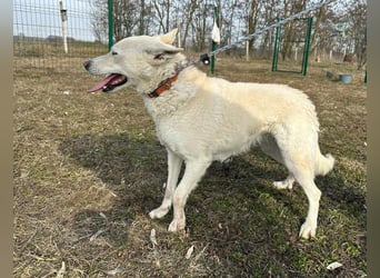 Kokusz, geb. 01.05.2021, 49 cm, wartet auf schon so lange auf ihr Glück